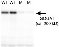 GOGAT | Glutamine oxoglutarate aminotransferase in the group Antibodies Plant/Algal  / Global Antibodies at Agrisera AB (Antibodies for research) (AS07 242)